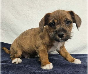 Schweenie Dogs for adoption in Lakewood, CO, USA