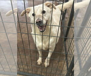 Mutt Dogs for adoption in Jackson, MS, USA