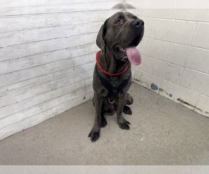 Mastiff Dogs for adoption in San Bernardino, CA, USA