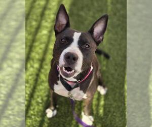 American Pit Bull Terrier-Bull Terrier Mix Dogs for adoption in Las Vegas, NV, USA