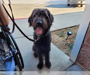 Irish Wolfhound Dogs for adoption in San Antonio, TX, USA