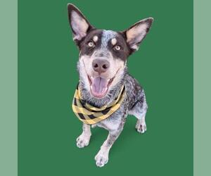 Australian Cattle Dog Dogs for adoption in Bakersfield, CA, USA