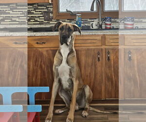 Great Dane Dogs for adoption in SHERBURNE, NY, USA