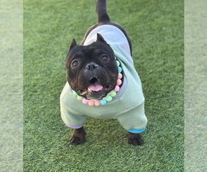 Mutt Dogs for adoption in Las Vegas, NV, USA