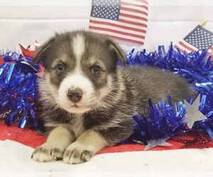 Border Collie Dogs for adoption in Modesto, CA, USA