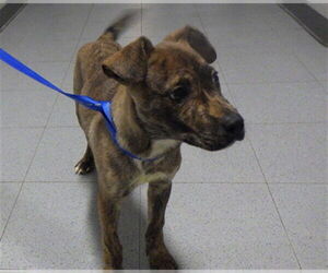 Mutt Dogs for adoption in Augusta, GA, USA
