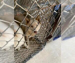 Siberian Husky Dogs for adoption in Fort Walton Beach, FL, USA