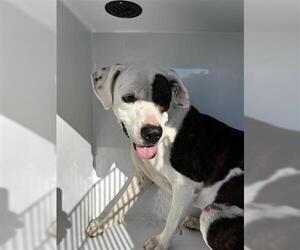 American Pit Bull Terrier Dogs for adoption in Houston, TX, USA