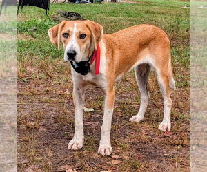 Mutt Dogs for adoption in Vail, AZ, USA