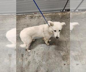 Great Pyrenees-Unknown Mix Dogs for adoption in Temple, TX, USA