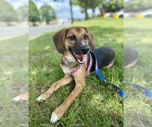 Beagle-Unknown Mix Dogs for adoption in Fairfax, VA, USA