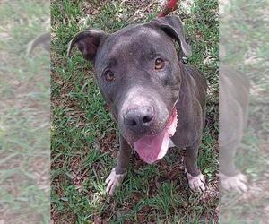 American Staffordshire Terrier Dogs for adoption in Fort Lauderdale, FL, USA
