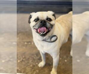 Pug Dogs for adoption in Santa Maria, CA, USA