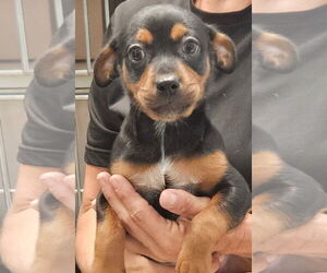 Mutt Dogs for adoption in Royal Palm Beach, FL, USA
