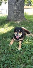 Bernese Mountain Dog Dogs for adoption in Overland Park, KS, USA