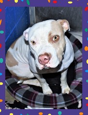 American Pit Bull Terrier Dogs for adoption in San Jacinto, CA, USA