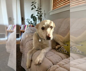 Mutt Dogs for adoption in Salt Lake City, UT, USA