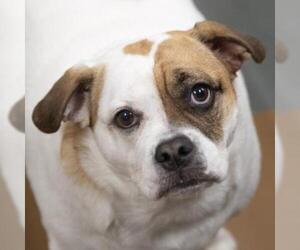 Beabull Dogs for adoption in Ann Arbor, MI, USA