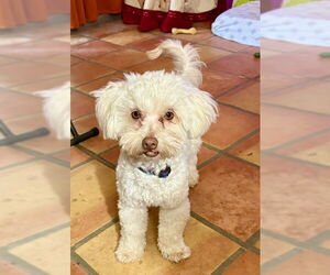 Mutt Dogs for adoption in Mesa, AZ, USA