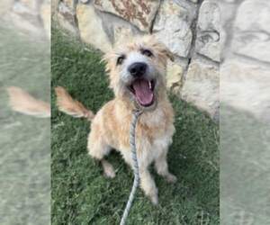 Irish Terrier-Unknown Mix Dogs for adoption in Woodbury, NY, USA