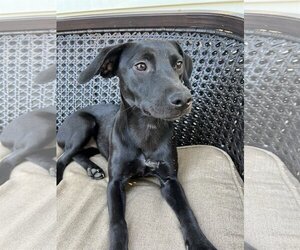 Dachshund-Labrador Retriever Mix Dogs for adoption in Tonawanda, NY, USA