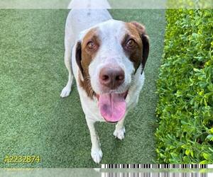 Pointer-Unknown Mix Dogs for adoption in West Palm Beach, FL, USA