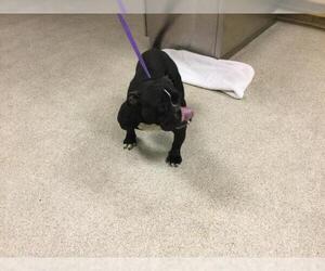 American Pit Bull Terrier-Unknown Mix Dogs for adoption in Riverside, CA, USA