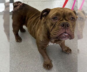 Bulldog-Unknown Mix Dogs for adoption in San Bernardino, CA, USA
