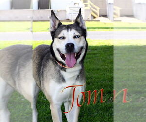 - Mix Dogs for adoption in Evansville, IN, USA