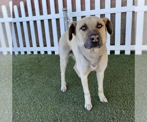 German Shepherd Dog Dogs for adoption in Modesto, CA, USA