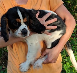 Cavalier King Charles Spaniel Dogs for adoption in Commerce, GA, USA