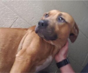 Boxer-Unknown Mix Dogs for adoption in Winston Salem, NC, USA