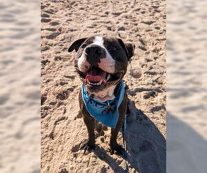 Staffordshire Bull Terrier Dogs for adoption in Salinas, CA, USA