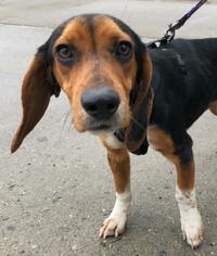 Beagle Dogs for adoption in Oakhurst, NJ, USA