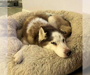 Medium Photo #1 Siberian Husky Puppy For Sale in Omaha, NE, USA