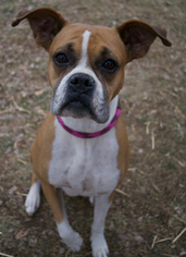 Boxer Dogs for adoption in Media, PA, USA