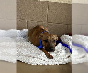 Mutt Dogs for adoption in Chula Vista, CA, USA