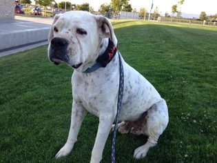 Boxer Dogs for adoption in Alameda, CA, USA