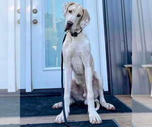Great Dane Dogs for adoption in Vail, AZ, USA