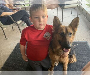 German Shepherd Dog Dogs for adoption in New Orleans, LA, USA