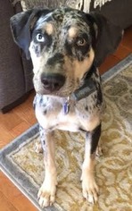Catahoula Leopard Dog Dogs for adoption in Benton, AR, USA
