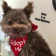 Maltipom Dogs for adoption in St. George, UT, USA