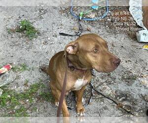American Pit Bull Terrier-Unknown Mix Dogs for adoption in Ocala, FL, USA