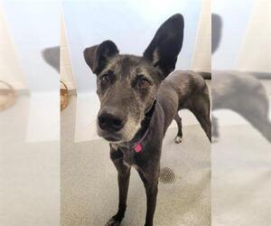 Greyhound Dogs for adoption in Fort Collins, CO, USA