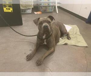 American Pit Bull Terrier Dogs for adoption in Berkeley , CA, USA