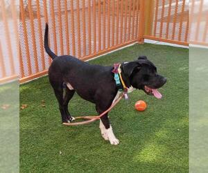 American Pit Bull Terrier-Unknown Mix Dogs for adoption in Las Vegas, NV, USA