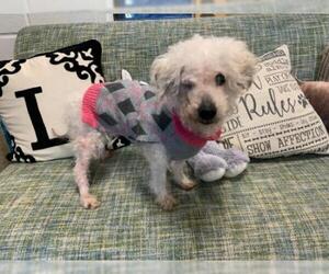 Poodle (Miniature) Dogs for adoption in Hampton Bays, NY, USA