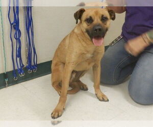 German Shepherd Dog-Unknown Mix Dogs for adoption in Oroville, CA, USA