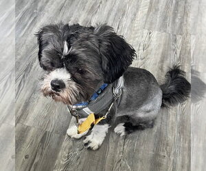 Shih Tzu-Unknown Mix Dogs for adoption in Mundelein, IL, USA