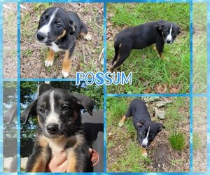 Shollie Dogs for adoption in Blacksburg, SC, USA